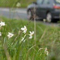 Pheasants Eye Dafodil